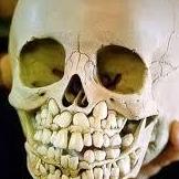 Vendor Skull